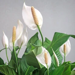 Peace Lily Plant -Evergreen Trees Sales Store Peace Lily 6