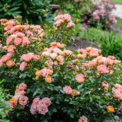 Peach Drift® Rose -Evergreen Trees Sales Store Peach Drift Rose 2 FGT