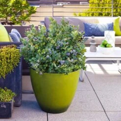 Bushel And Berry® Peach Sorbet™ Blueberry Bush -Evergreen Trees Sales Store Peach Sorbet BLueberry 2 FGT