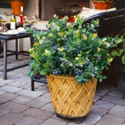 Bushel And Berry® Peach Sorbet™ Blueberry Bush -Evergreen Trees Sales Store Peach Sorbet BLueberry 3 BB