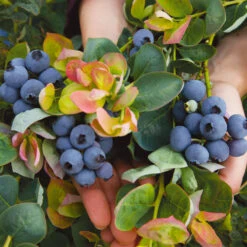 Bushel And Berry® Peach Sorbet™ Blueberry Bush -Evergreen Trees Sales Store Peach Sorbet BLueberry 7