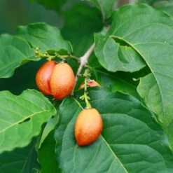 Peanut Butter Fruit Tree -Evergreen Trees Sales Store Peanut Butter Tree 1 FGT