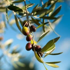Pendolino Olive Tree -Evergreen Trees Sales Store Pendolino Olive