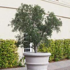 Pendolino Olive Tree -Evergreen Trees Sales Store Pendolino Olive FGT 2