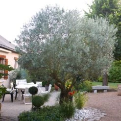 Pendolino Olive Tree -Evergreen Trees Sales Store Pendolino Olive FGT 3