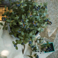 Bushel And Berry® Perpetua Blueberry -Evergreen Trees Sales Store Perpetua Blueberry 1 FGT