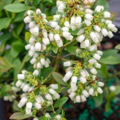 Bushel And Berry® Perpetua Blueberry -Evergreen Trees Sales Store Perpetua Blueberry 3