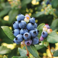 Bushel And Berry® Perpetua Blueberry -Evergreen Trees Sales Store Perpetua Blueberry 6 FGT