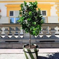 Evergreen Trees Sales Store -Evergreen Trees Sales Store Persian Lime Tree 1 FGT