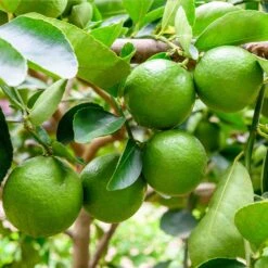 Persian 'Bearss' Lime Tree - USDA Organic -Evergreen Trees Sales Store Persian Lime Tree 5 FGT 41a57d08 50dd 41a5 856b af8657a65429