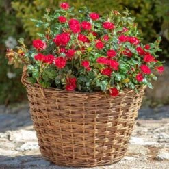 Petite Knock Out® Rose -Evergreen Trees Sales Store Petite Red Knockout Rose2 FGT