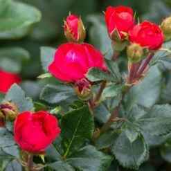 Petite Knock Out® Rose -Evergreen Trees Sales Store Petite Red Knockout Rose3