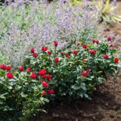 Petite Knock Out® Rose -Evergreen Trees Sales Store Petite Red Knockout Rose4