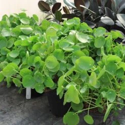 Pilea Peperomioides (Pancake Plant) 10 Pilea Peperomioides (Pancake Plant) -Evergreen Trees Sales Store Pilea Pancake Plant 6