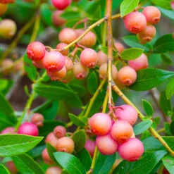 Pink Lemonade Blueberry Bush 6 Pink Lemonade Blueberry Bush -Evergreen Trees Sales Store Pin Lemonade Blueberry 1 26802e0d 4603 49c8 8784 fb7544bea792