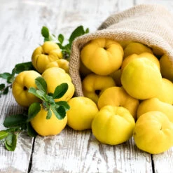 Pineapple Quince Tree 9 Pineapple Quince Tree -Evergreen Trees Sales Store Pineapple Quince 4 FGT