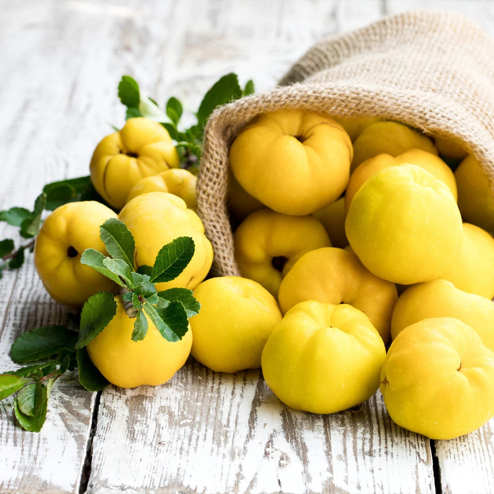 Pineapple Quince Tree 4 Pineapple Quince Tree - Image 4