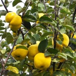 Pineapple Quince Tree 10 Pineapple Quince Tree -Evergreen Trees Sales Store Pineapple Quince 7