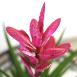5-Inch Bromeliad In Decorative Pot -Evergreen Trees Sales Store Pink Bromiliad 2 e1dd7faf b9f8 429e 84d5 7ce3076db5e3