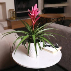 5-Inch Bromeliad In Decorative Pot -Evergreen Trees Sales Store Pink Bromiliad 4