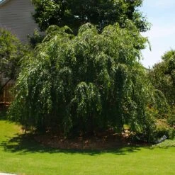 Pink Weeping Cherry Tree -Evergreen Trees Sales Store Pink Double Weeping Cherry 2