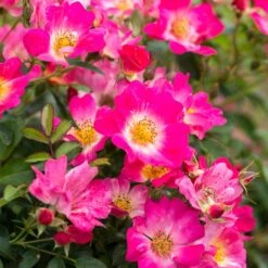 Pink Drift® Rose -Evergreen Trees Sales Store Pink Drift Rose 1 FGT