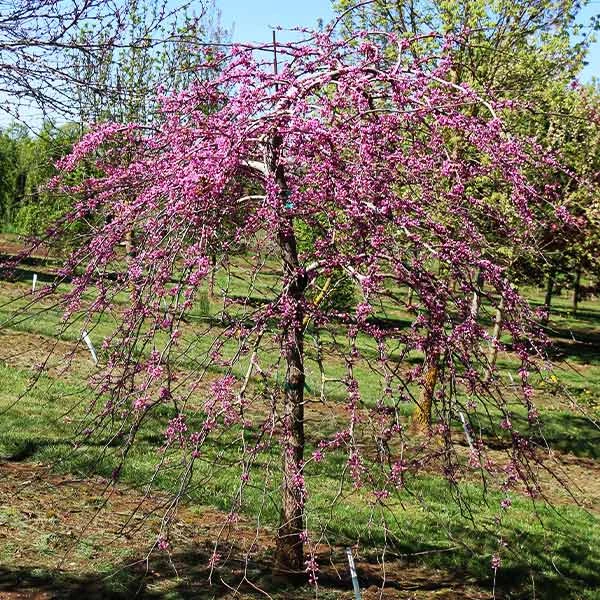Pink Heartbreaker Redbud Tree 1 Pink Heartbreaker Redbud Tree