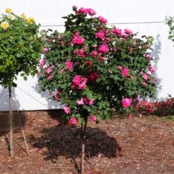 Pink Knock Out® Rose Tree -Evergreen Trees Sales Store Pink Knockout Rose Tree 2
