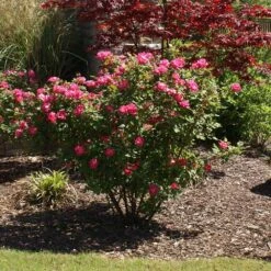 Double Pink Knock Out® Rose -Evergreen Trees Sales Store Pink Knockout Shrub 3