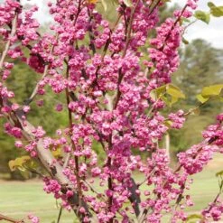 'Pink Pom Poms' Redbud Tree -Evergreen Trees Sales Store Pink Pom Pom Redbud 2