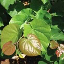 'Pink Pom Poms' Redbud Tree -Evergreen Trees Sales Store Pink Pom Pom Redbud 4