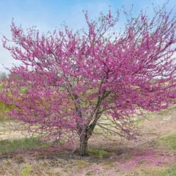 'Pink Pom Poms' Redbud Tree -Evergreen Trees Sales Store Pink Pom Pom Redbud 5