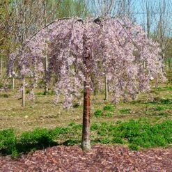 Pink Snow Showers™ Weeping Cherry Tree -Evergreen Trees Sales Store Pink Snow Showers Flowering Chery 1