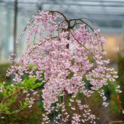 Pink Snow Showers™ Weeping Cherry Tree -Evergreen Trees Sales Store Pink Snow Showers Flowering Chery 2
