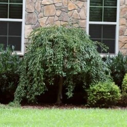 Pink Snow Showers™ Weeping Cherry Tree -Evergreen Trees Sales Store Pink Snow Showers Flowering Chery 4