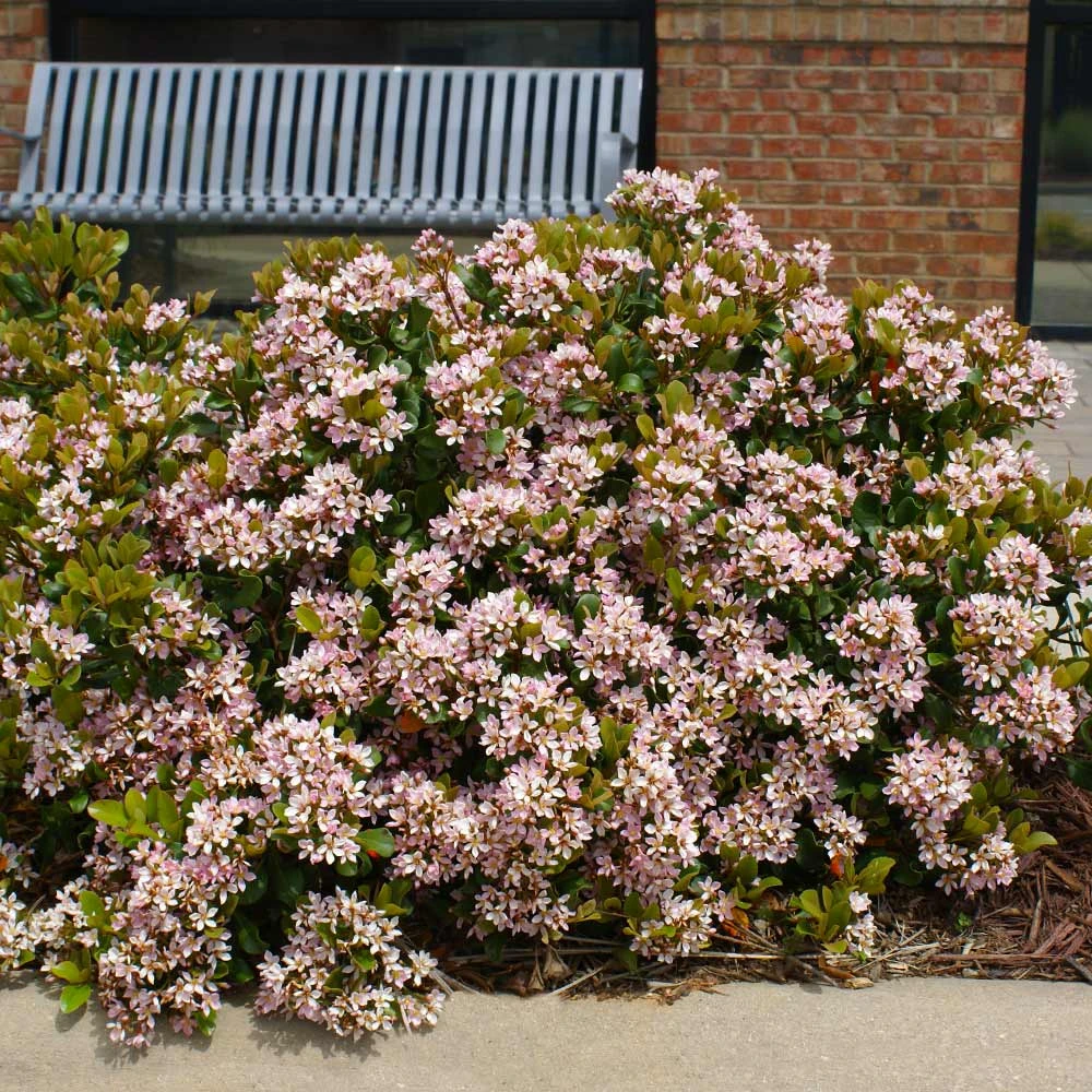 Pinkie Indian Hawthorn Shrub 2 Pinkie Indian Hawthorn Shrub - Image 2