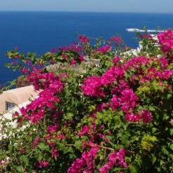 Pink Pixie Bougainvillea -Evergreen Trees Sales Store Pixie Pink BOugainv illea FGT 3