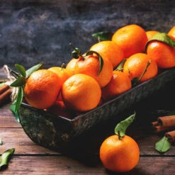 Pixie Mandarin Tree -Evergreen Trees Sales Store Pixie Mandarin Tree 3