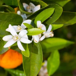 Pixie Mandarin Tree -Evergreen Trees Sales Store Pixie Mandarin Tree 6