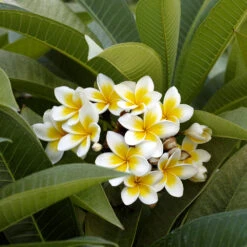 Plumeria -Evergreen Trees Sales Store Plumeria white