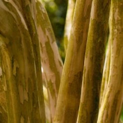 Pink Velour Crape Myrtle -Evergreen Trees Sales Store Pnk Velour Crape Myrtle