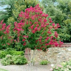 Pink Velour Crape Myrtle -Evergreen Trees Sales Store Pnk Velour Crape Myrtle 4 FGT