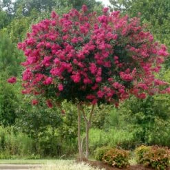 Pink Velour Crape Myrtle -Evergreen Trees Sales Store Pnk Velour Crape Myrtle 5 FGT