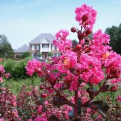 Pink Velour Crape Myrtle -Evergreen Trees Sales Store Pnk Velour Crape Myrtle 6 FGT