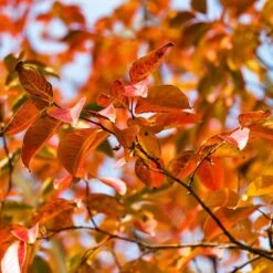 Pink Velour Crape Myrtle -Evergreen Trees Sales Store Pnk Velour Crape Myrtle 8