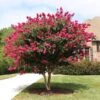 Pink Velour Crape Myrtle