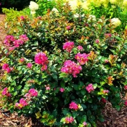 Pocomoke Crape Myrtle -Evergreen Trees Sales Store Pocomoke Crape myrtle 2