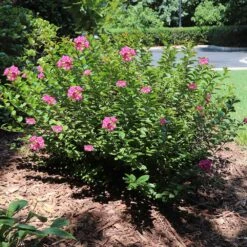 Pocomoke Crape Myrtle -Evergreen Trees Sales Store Pokomoke 1