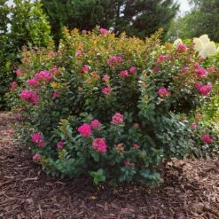 Pocomoke Crape Myrtle -Evergreen Trees Sales Store Pokomoke 3