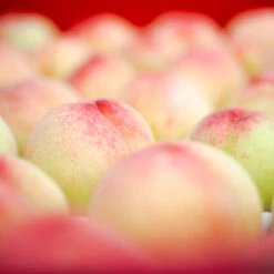 Polly Peach Tree -Evergreen Trees Sales Store Polly Peach 2